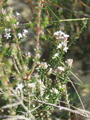 Leucopogon microphyllus