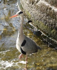Ardea cinerea
