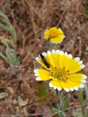Adela flammeusella