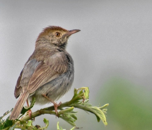 Coastal Neddicky (Subspecies Cisticola fulvicapilla dumicola) · iNaturalist