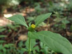 Carpesium divaricatum