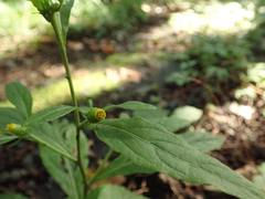 Carpesium divaricatum