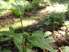 Carpesium divaricatum