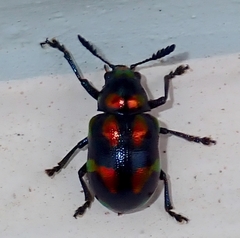 Platycorynus pyrospilotus