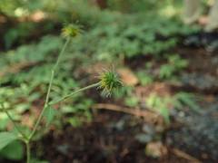 Geum japonicum