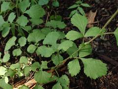Geum japonicum