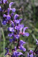 Salvia pratensis haematodes
