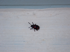 Platycorynus pyrospilotus