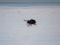 Platycorynus pyrospilotus