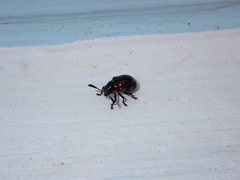 Platycorynus pyrospilotus