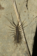 Allothereua maculata
