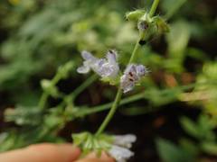 Salvia japonica