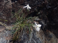 Lithotoma anethifolia