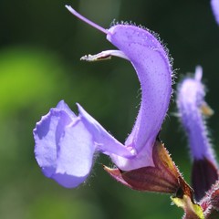 Salvia pratensis haematodes