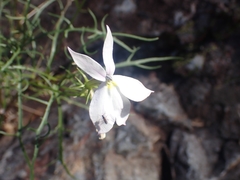 Lithotoma anethifolia