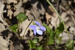 Viola sieheana