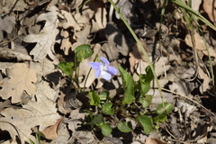 Viola sieheana