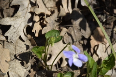 Viola sieheana