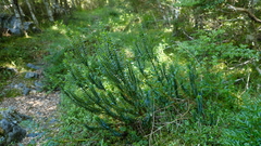 Veronica canterburiensis