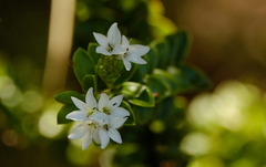 Veronica canterburiensis