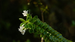 Veronica canterburiensis