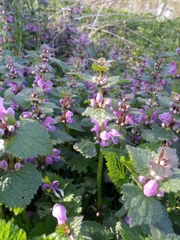 Lamium maculatum