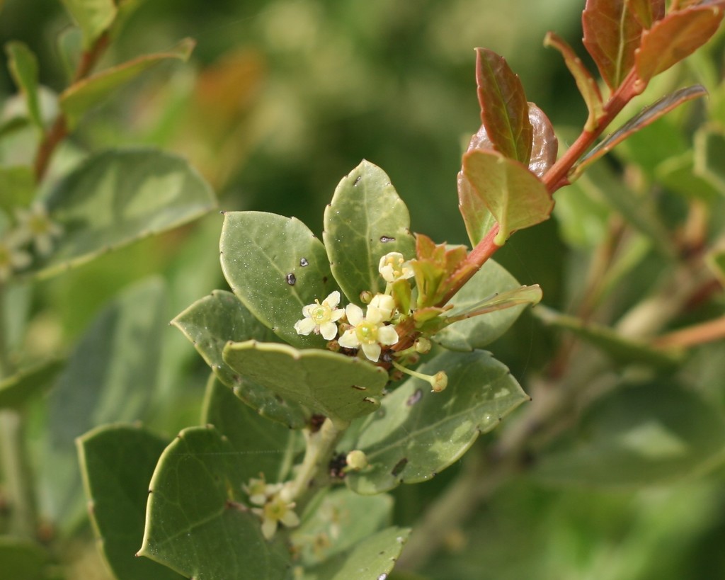 Dune Koko Tree (Coral Reef Crescent, Myoli Beach) · iNaturalist