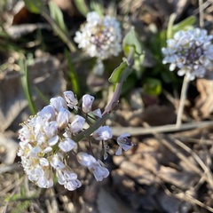 Noccaea caerulescens