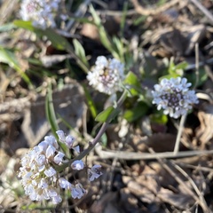 Noccaea caerulescens