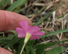 Oxalis imbricata