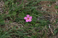 Oxalis imbricata