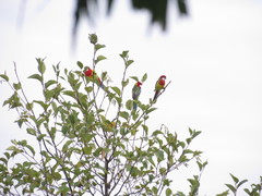 Platycercus eximius diemenensis