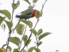 Platycercus eximius diemenensis