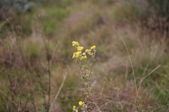 Helichrysum foetidum