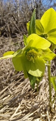 Helleborus odorus