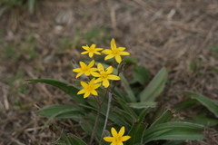Hypoxis villosa
