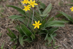 Hypoxis villosa