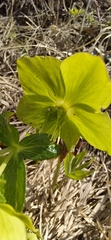 Helleborus odorus