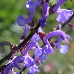 Salvia pratensis haematodes