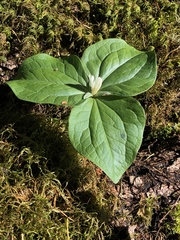 Trillium albidum parviflorum