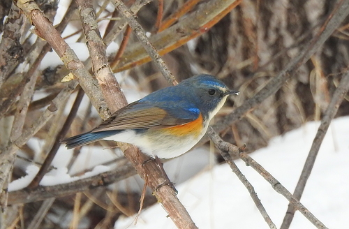 Red-flanked Bluetail