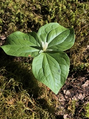Trillium albidum parviflorum