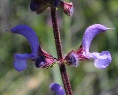 Salvia pratensis haematodes