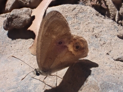 Hypocysta pseudirius