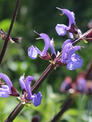 Salvia pratensis haematodes