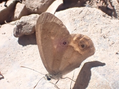 Hypocysta pseudirius