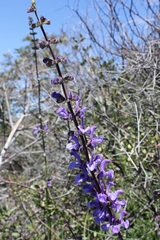 Salvia pratensis haematodes