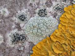 Lecanora confusa