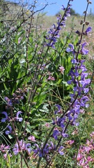 Salvia pratensis haematodes