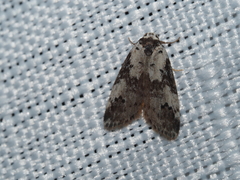 Thallarcha lechrioleuca